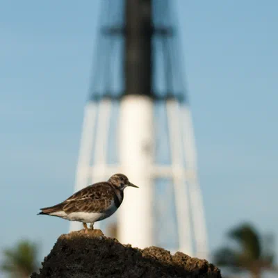 Sandpiper With Lighthouse