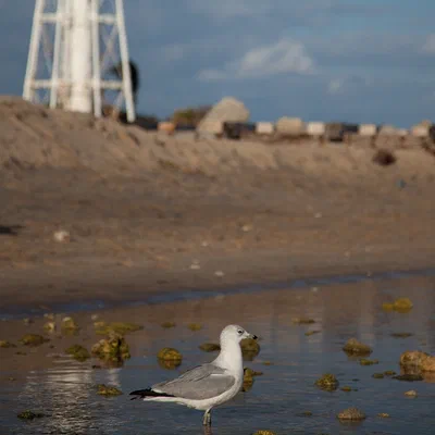 Seagull at Lighthouse